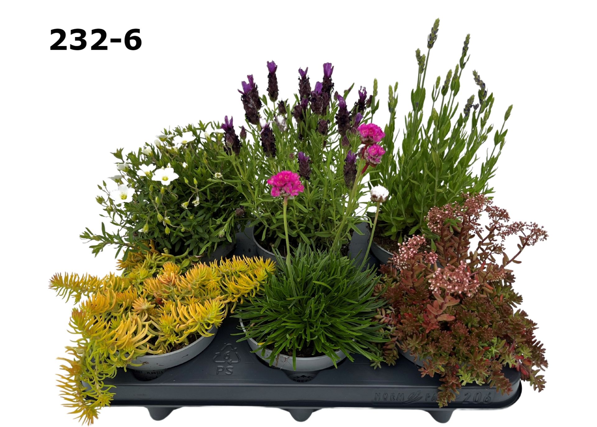 Rotsplanten Zomer 12 cm gemengd in fust 206, D 12 cm Rotsplanten Zomer 12 cm gemengd in fust 206, D 12 cm