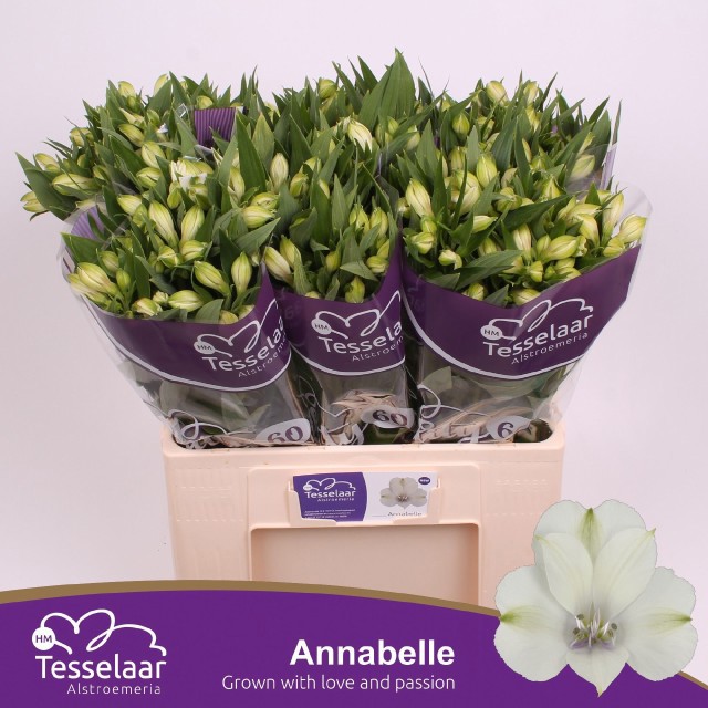 Альстромерия Аннабелль (бел.), шт.