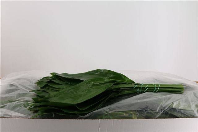 Аспидистра Элатиор 60 (зел.), шт.