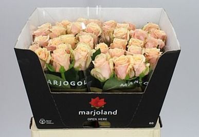 Роза од. Беллини! 60, шт.