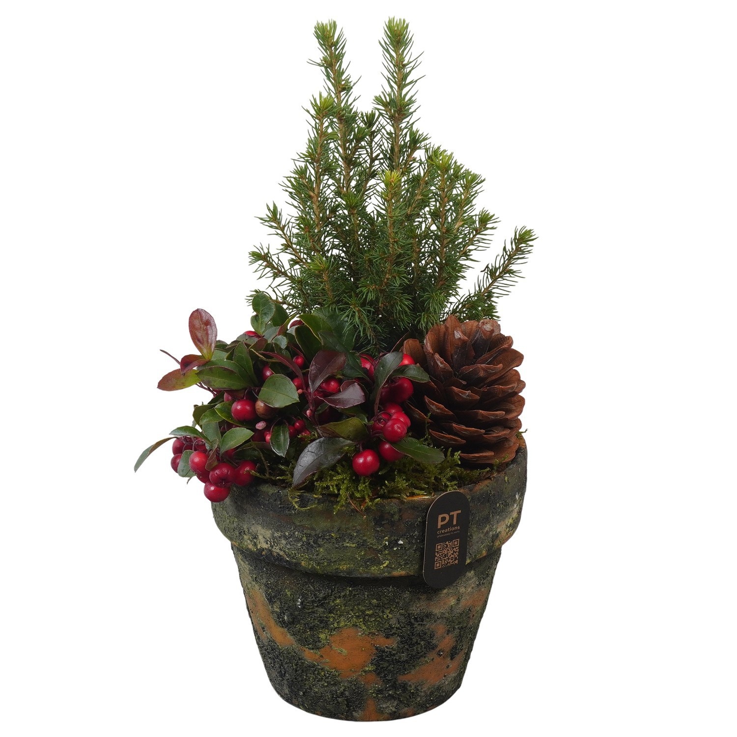 PTWO2851 Arrangement Winter Outdoor in terracotta pot, D 16