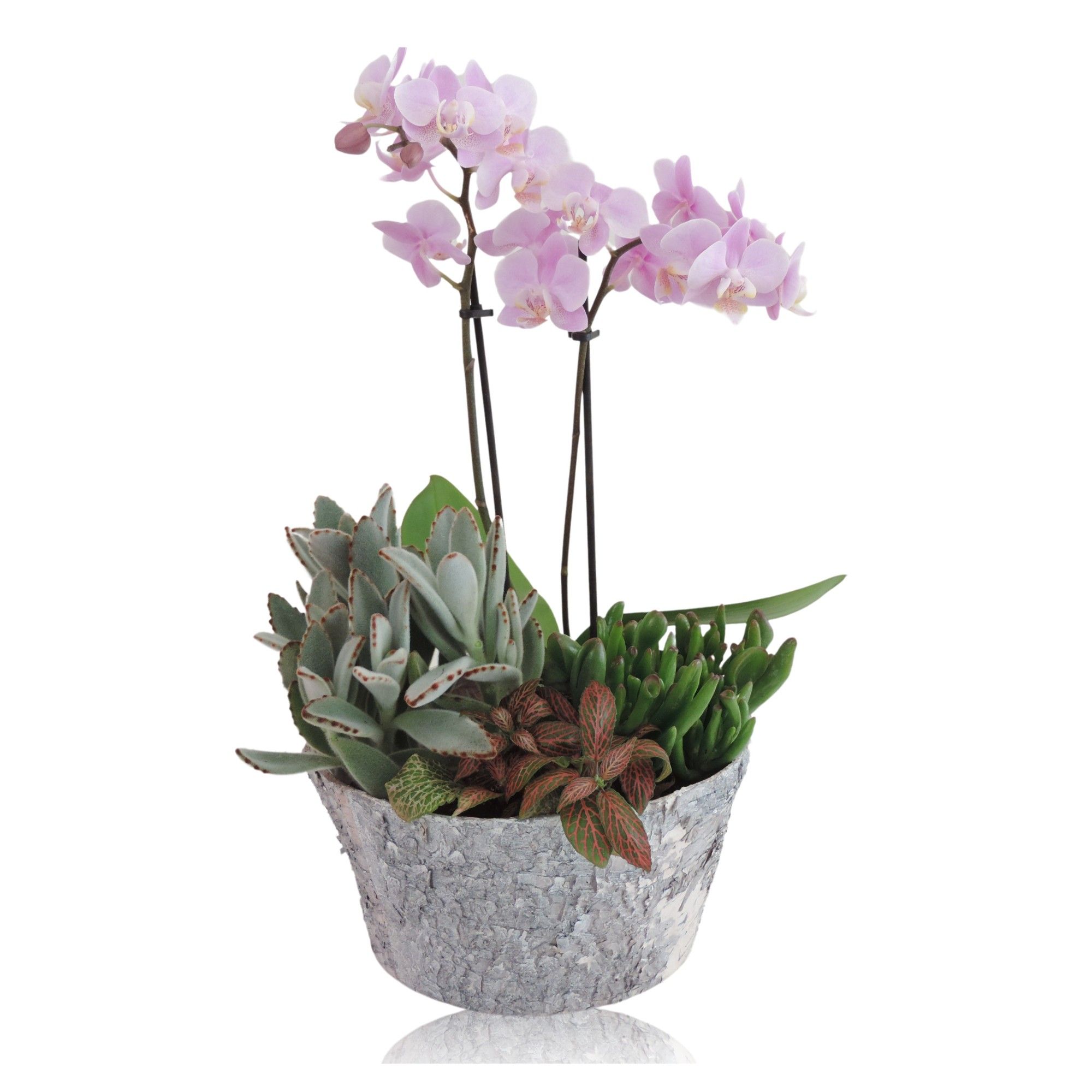Collectie Betula Arrangement Phalaenopsis in Berkenpot 20 cm, D 20