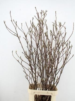 Магнолия Грандифлора 160, шт.