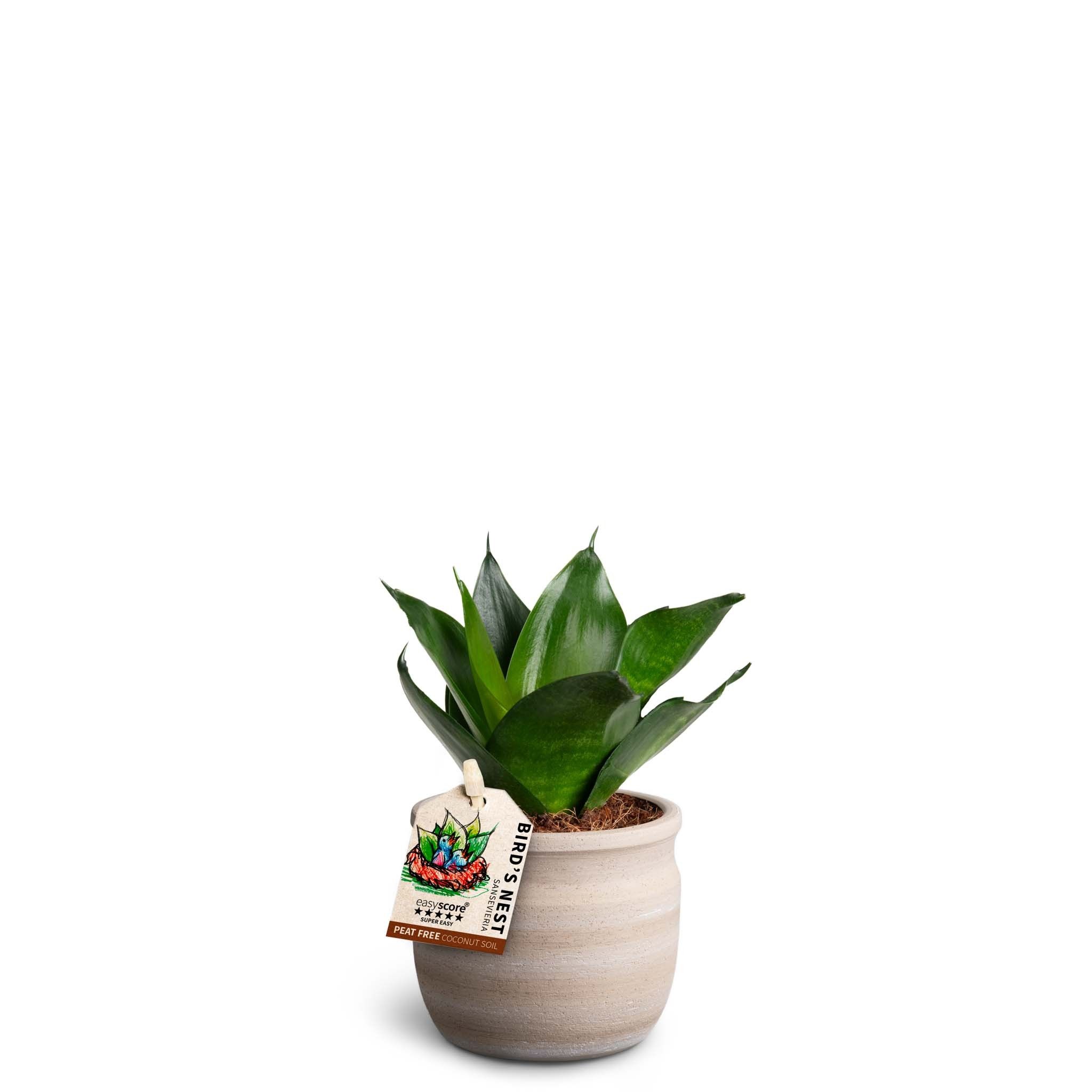 Maceta Sand, Sansevieria Hahnii Black, D 7