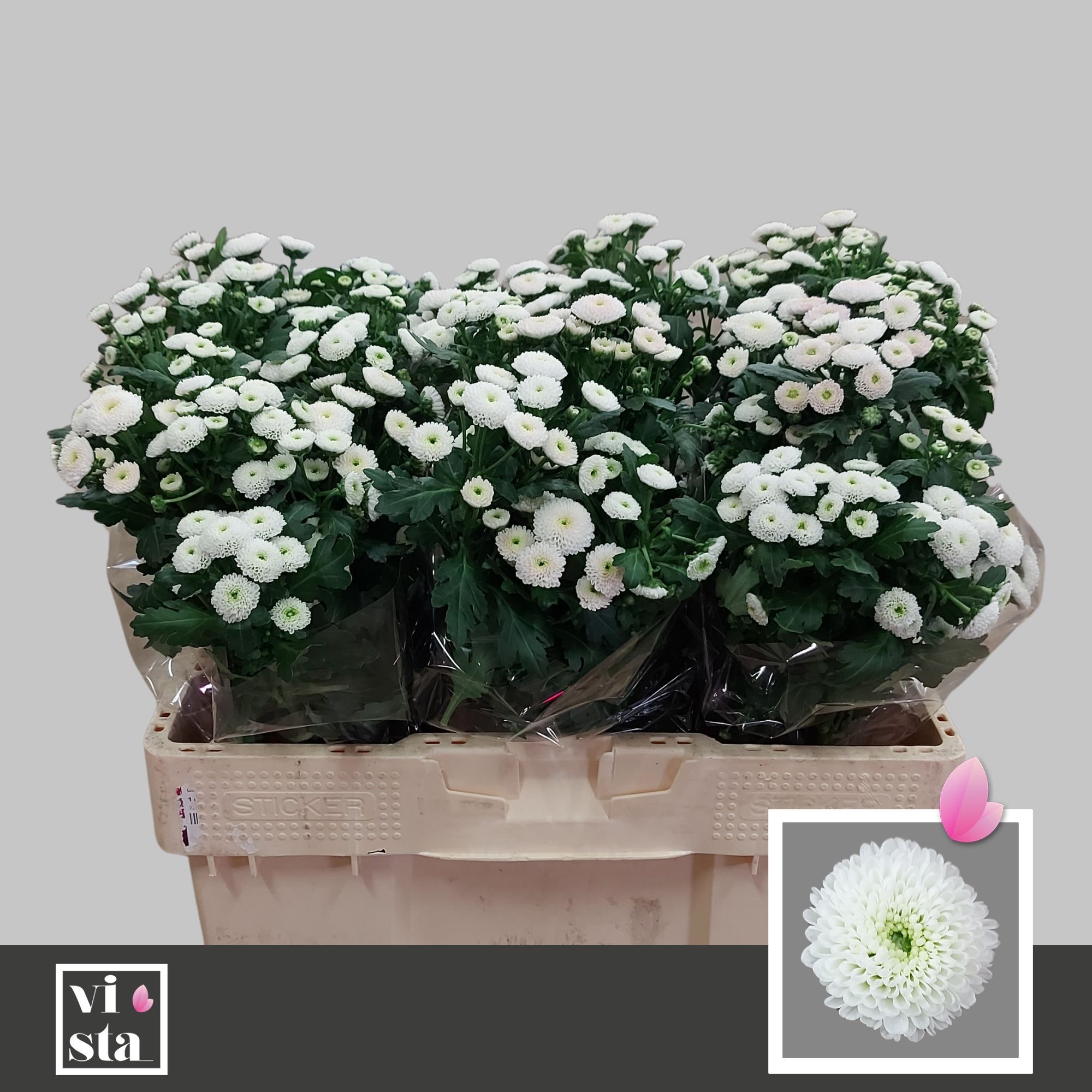 Сантини Пизарро, шт.