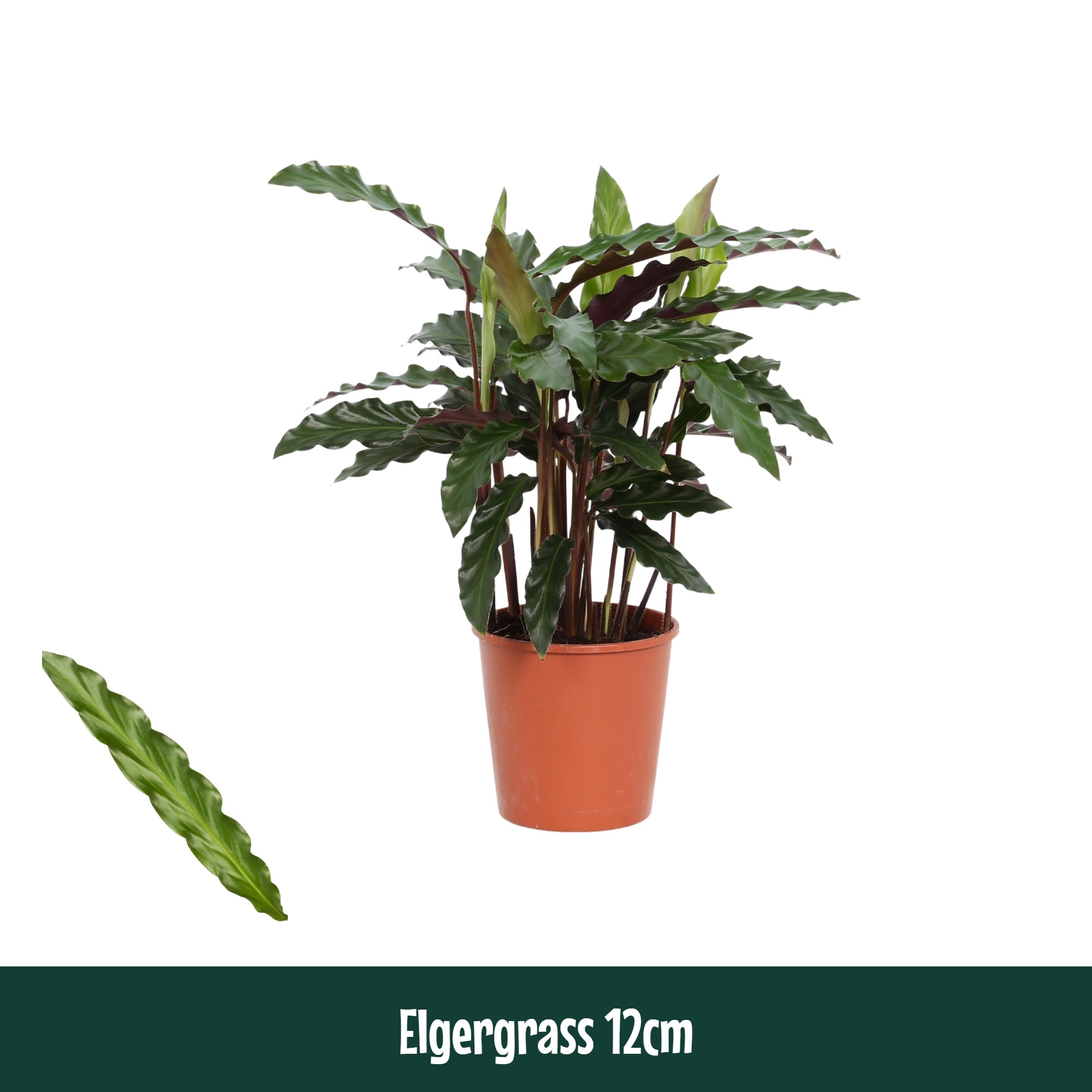 Calathea 12cm Elgergrass - Living, D 12