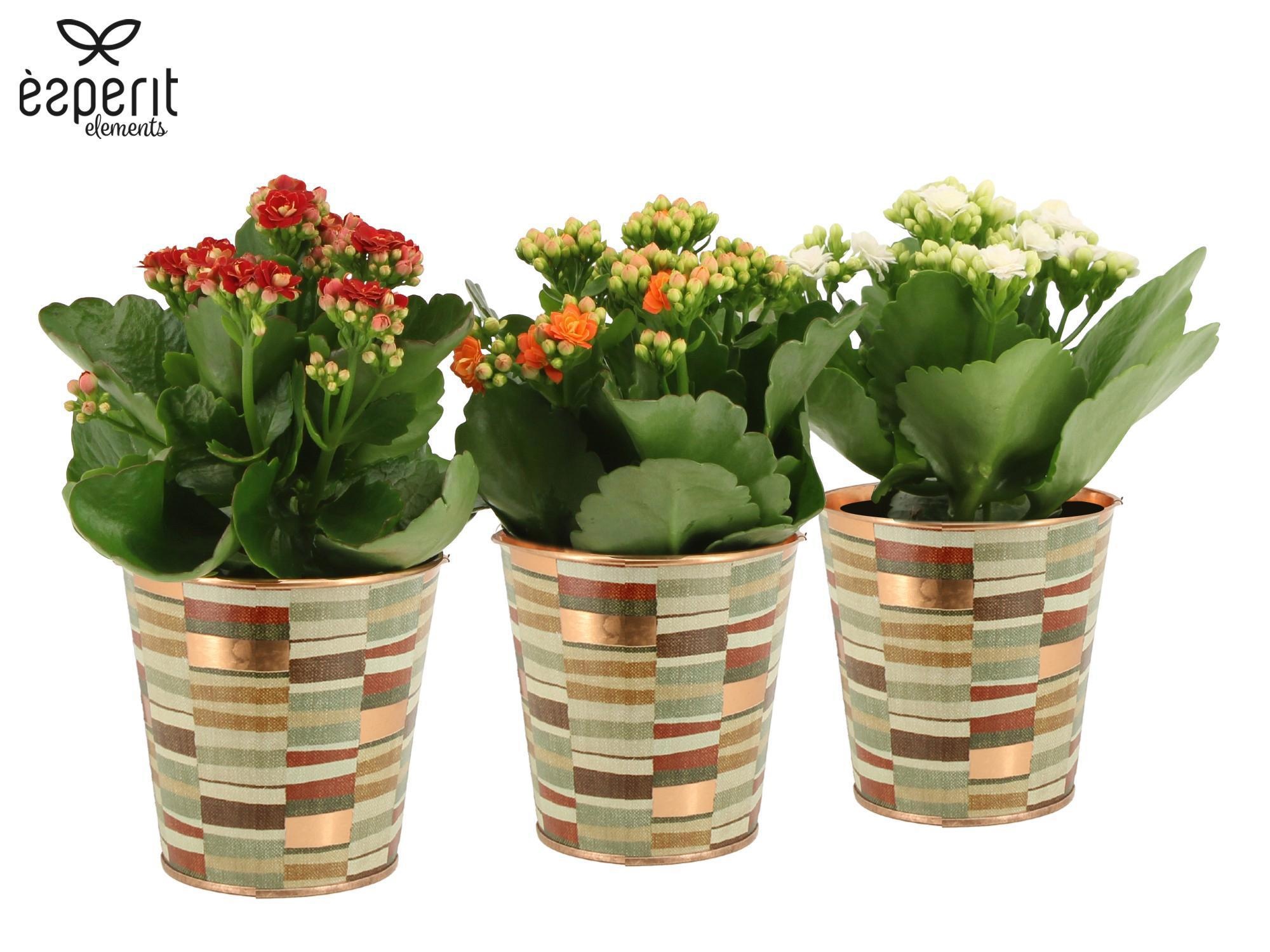 7504406: Solutionss Recreate, D 9