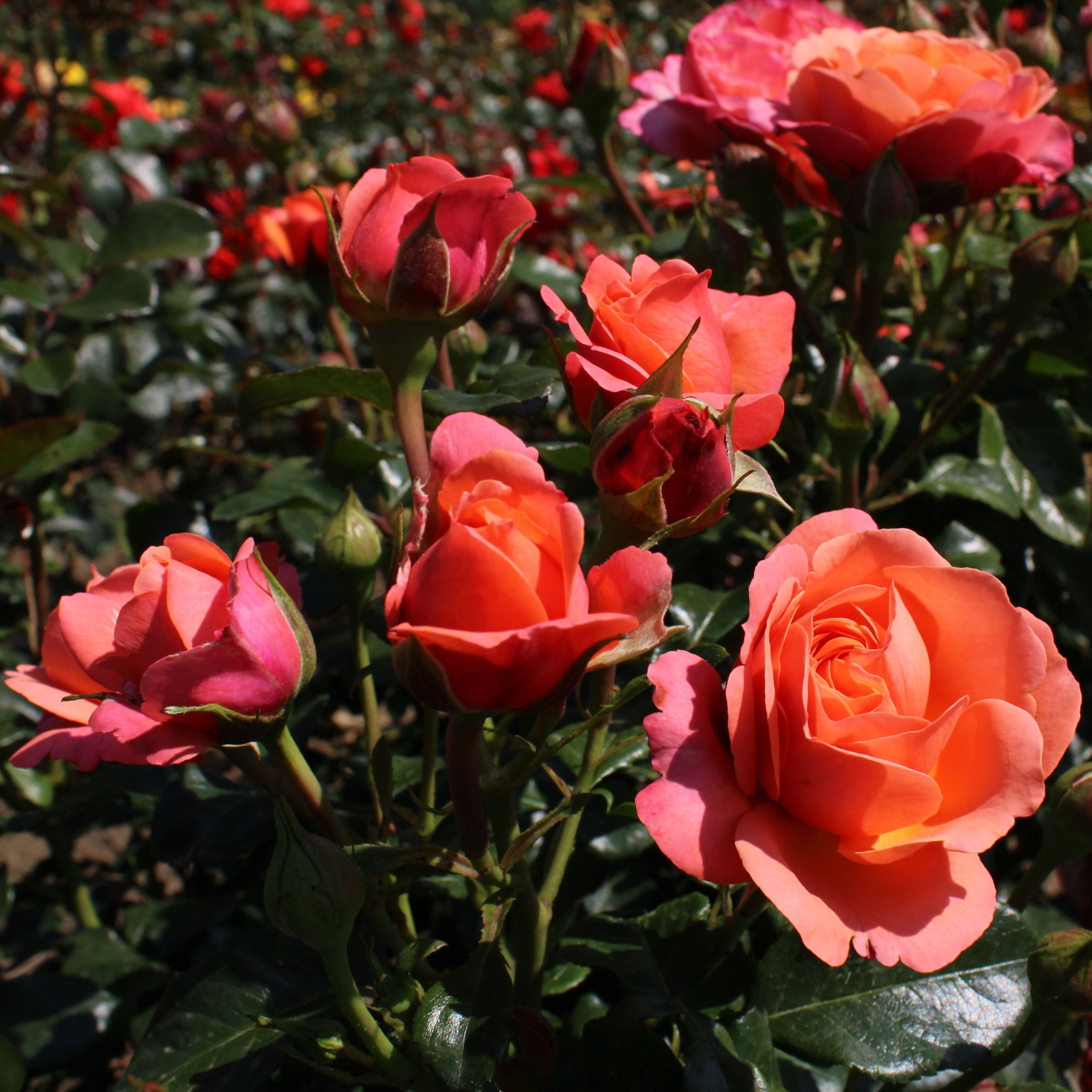 Rosa (F) Coral Lions Rose ®, stam 70, C7,5, D 26