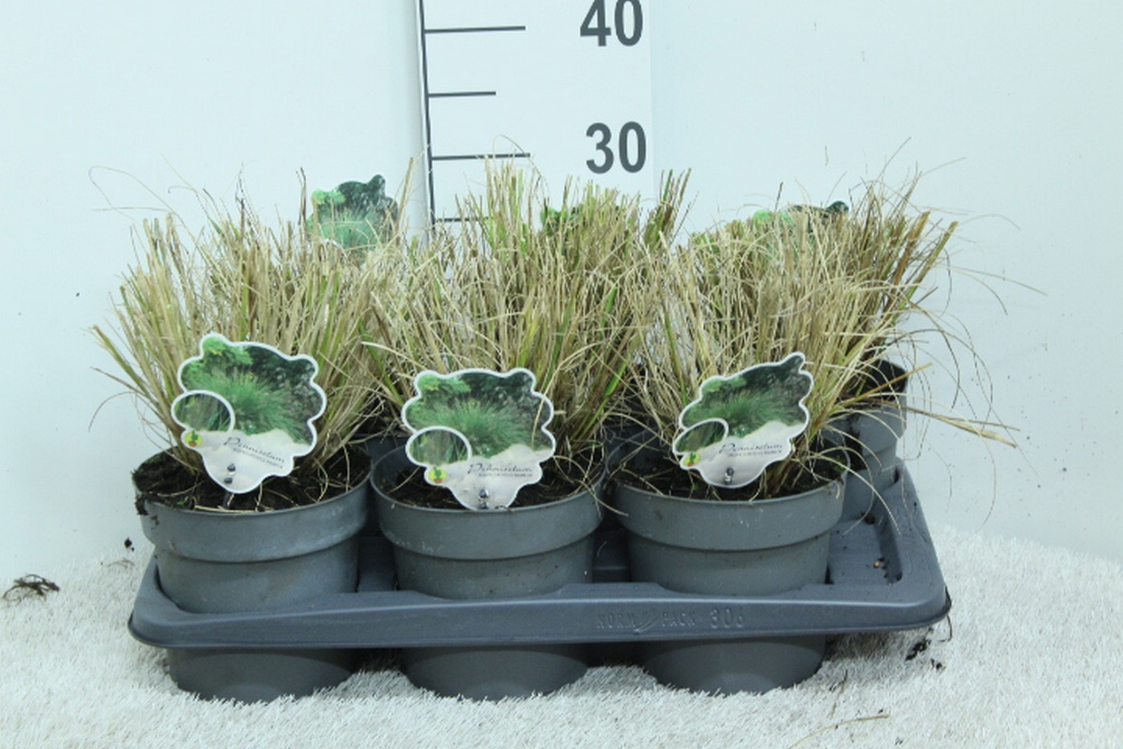 Pennisetum alop. 'Hameln' P17, D 17