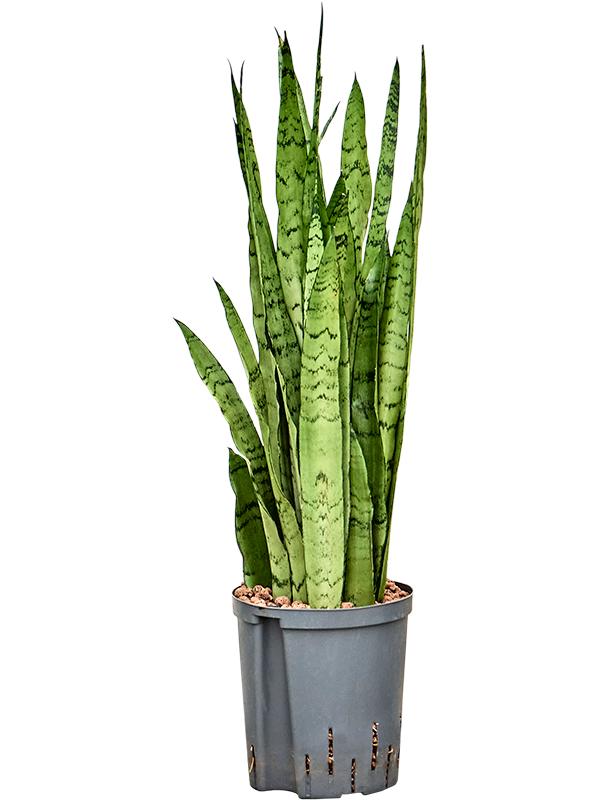 Sansevieria trifasciata 'Silver Mist', D 18 cm
