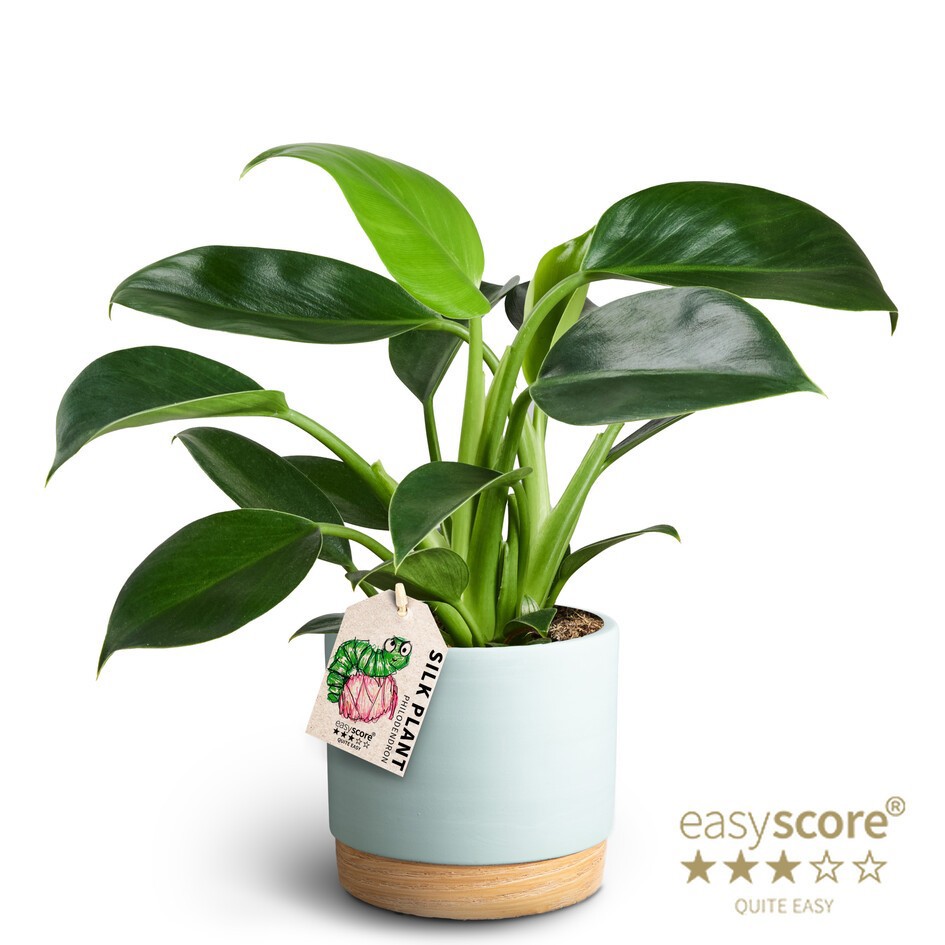 Woodbase Blue, Philodendron ´Green Princess´, D 12 cm