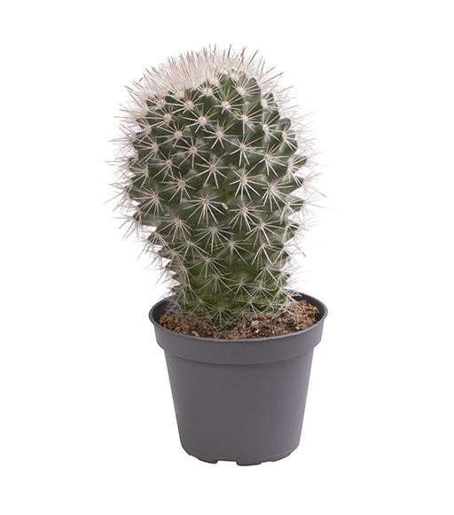 MAMMILLARIA RHODANTHA, D 6 cm