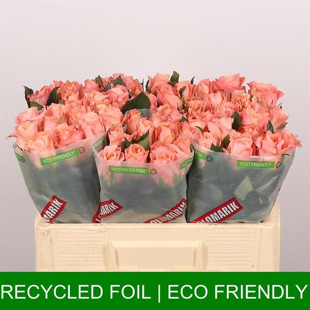 Роза од. Мисс Пигги+ 50, шт.