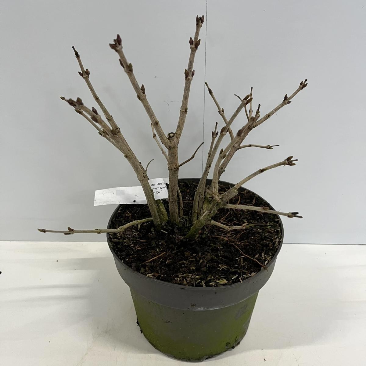 Viburnum opulus 'Compactum', D 21 cm