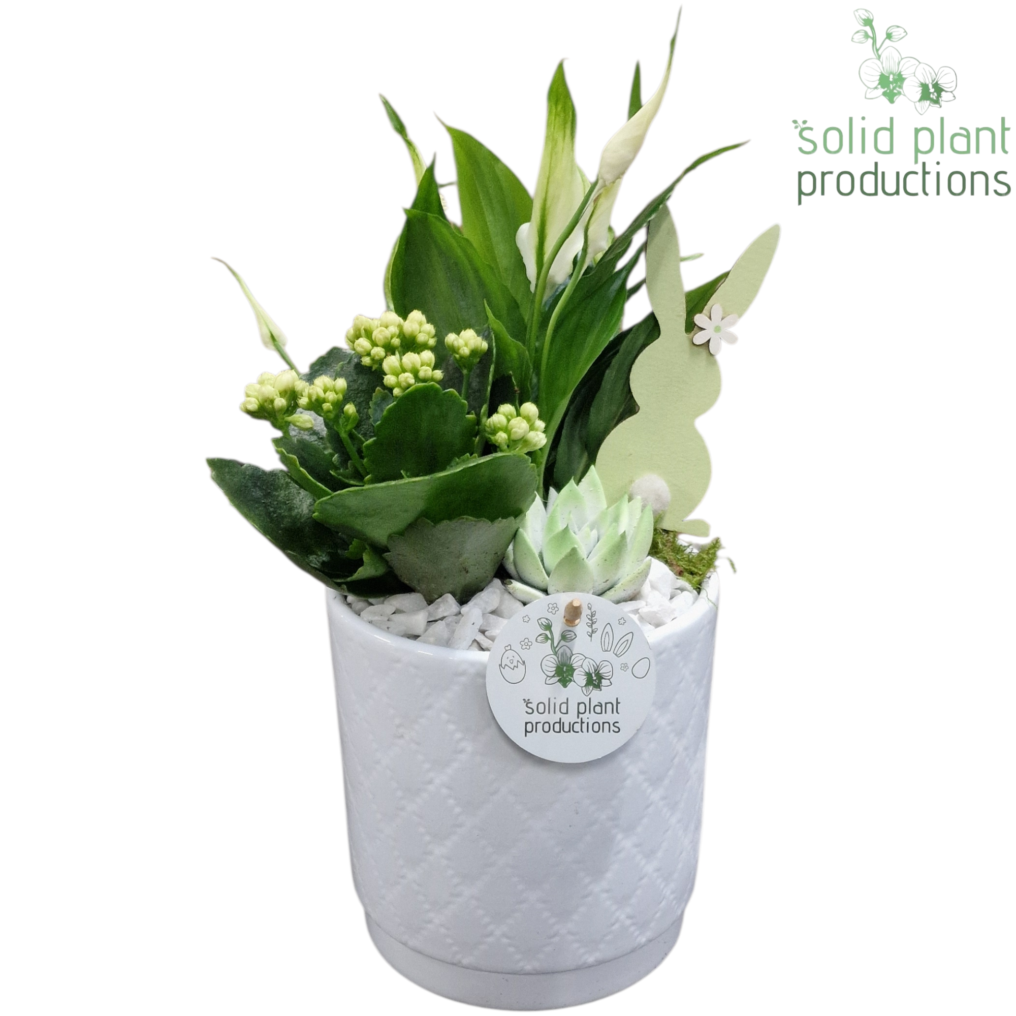 SE001 Amy White Easter, D 13