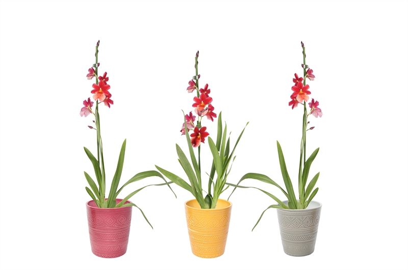 Zoe p12 tribal safari mix Cambria Nelly Isler 1T08+, D 12 cm