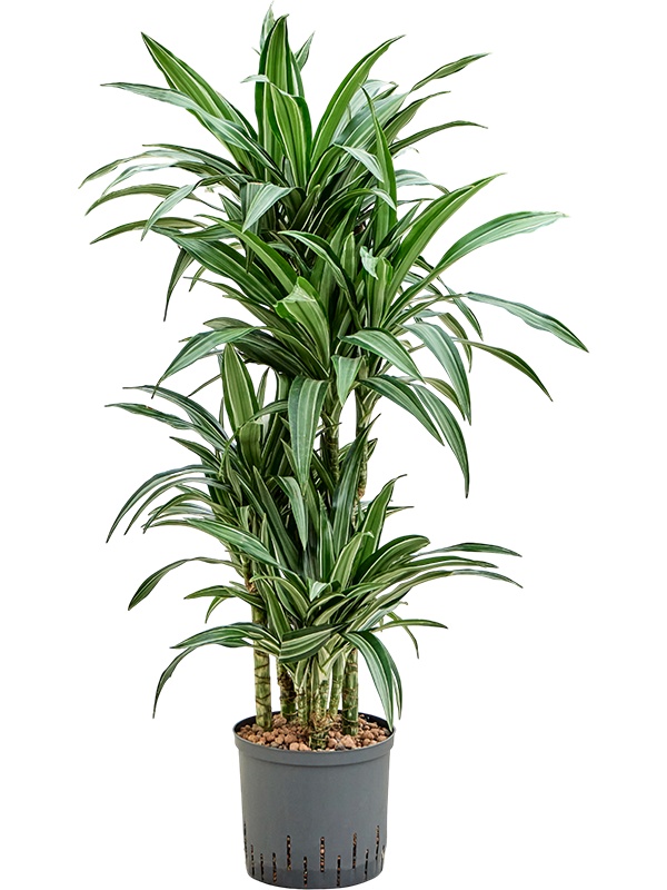 Dracaena fragrans 'Ulises', D 22 cm