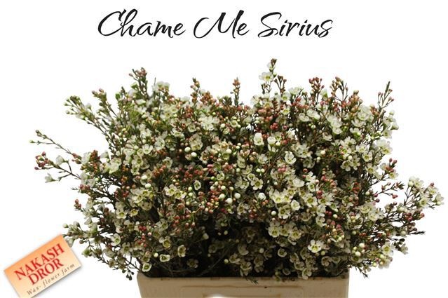 Шамелациум Сириус 60, шт.