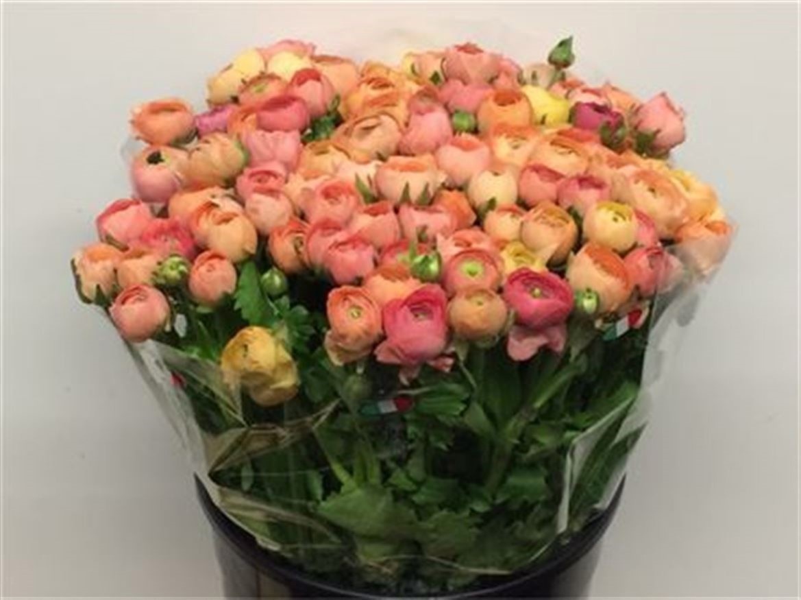 Ранункулус Элеганс Салмон 45, шт.