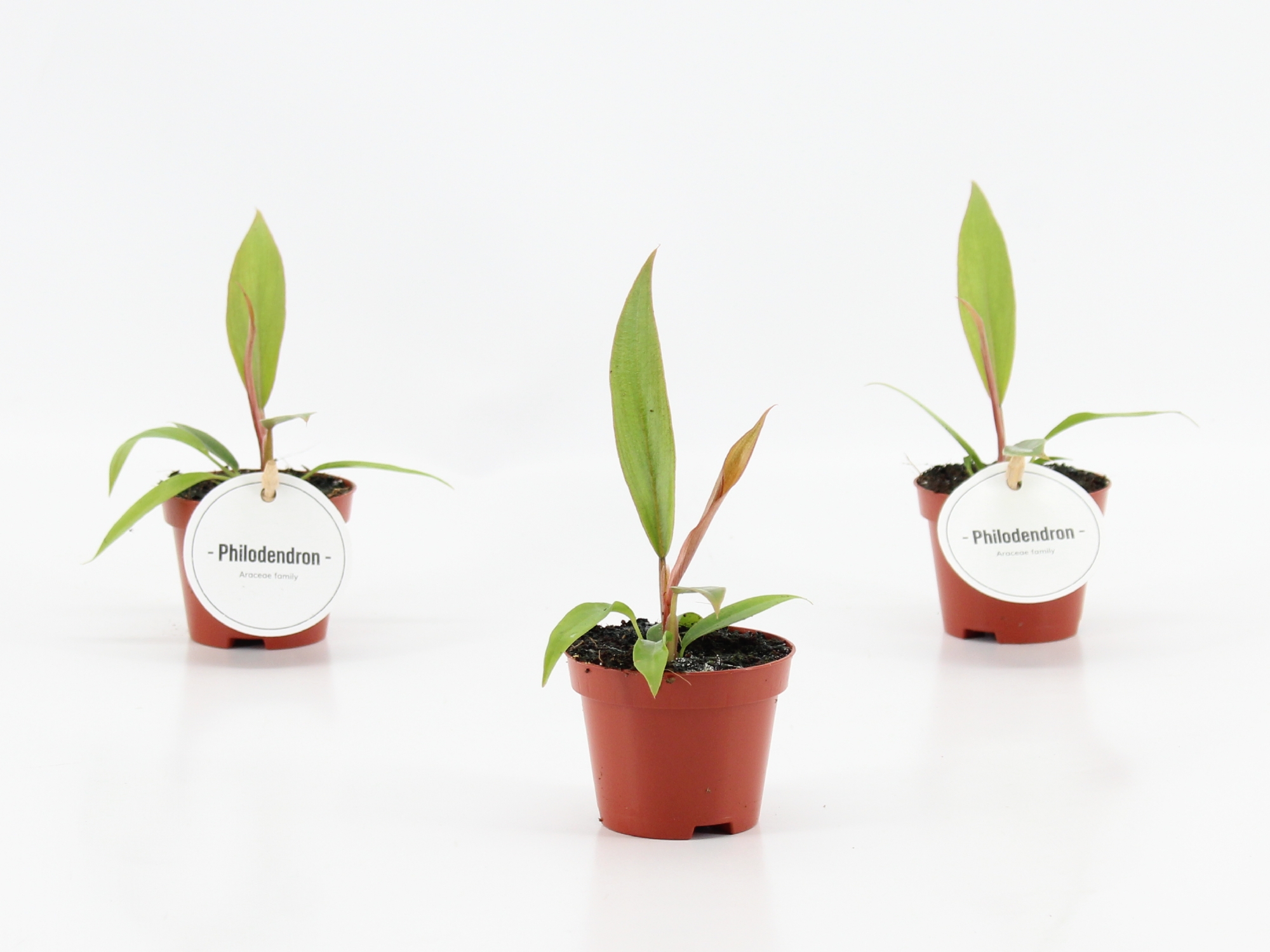 Philodendron Choco Empress, D 6