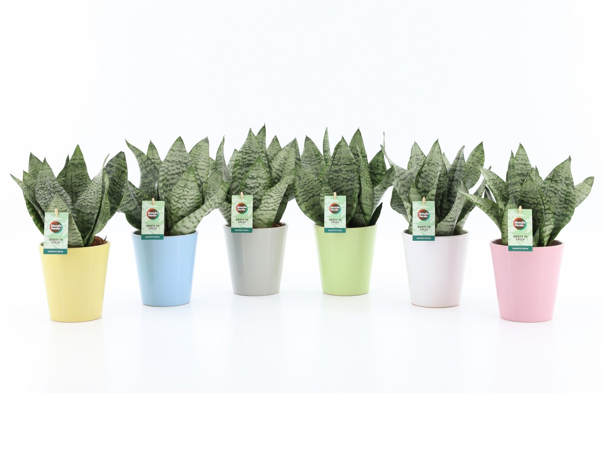 Sansevieria Black Coral in Pastel keramiek, D 13