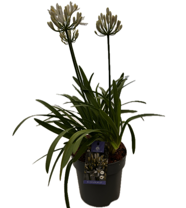 Agapanthus 'Elegance White' P22 EVERGREEN, D 22
