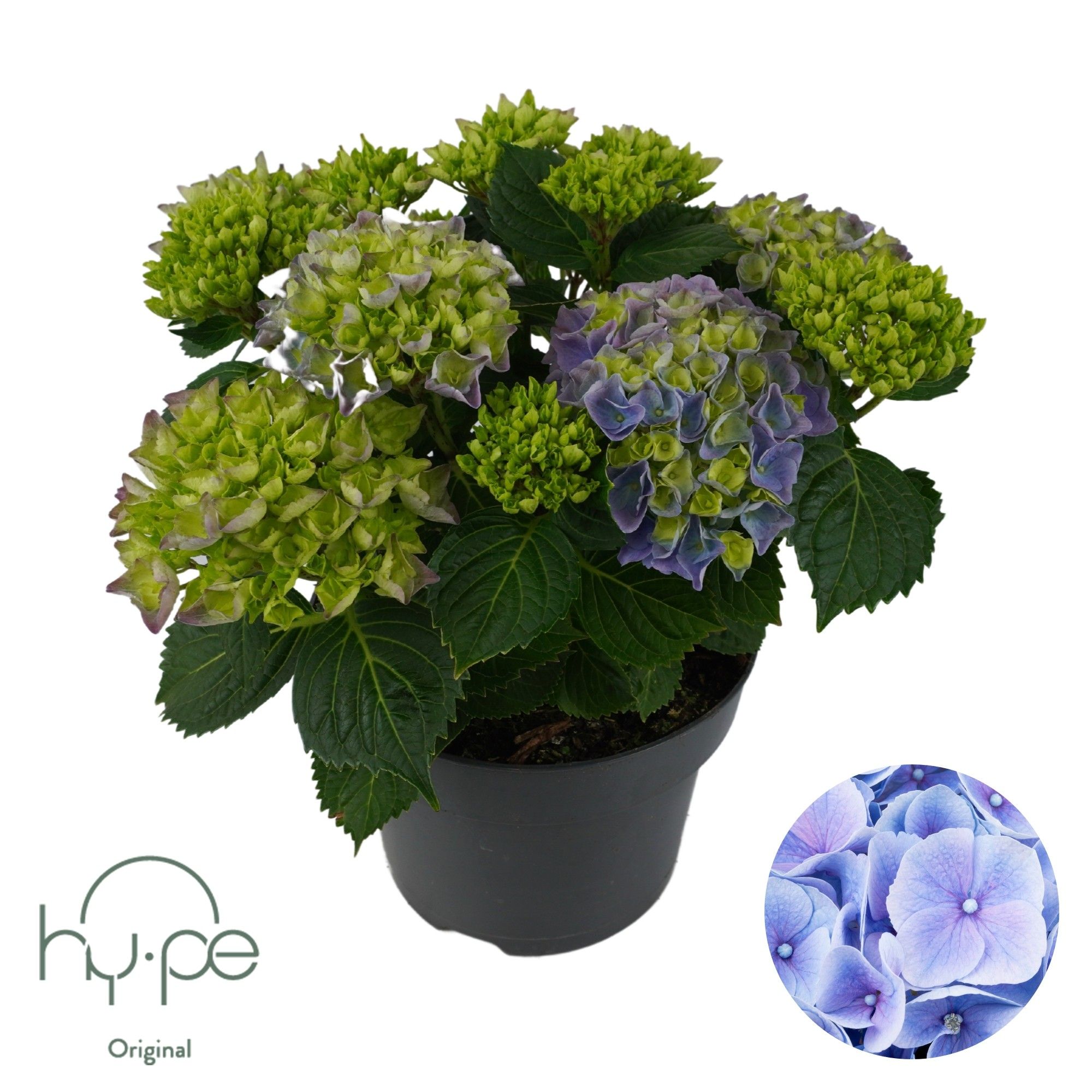 Hydrangea Mophead Blue 7+ | Hy-pe Original, D 23