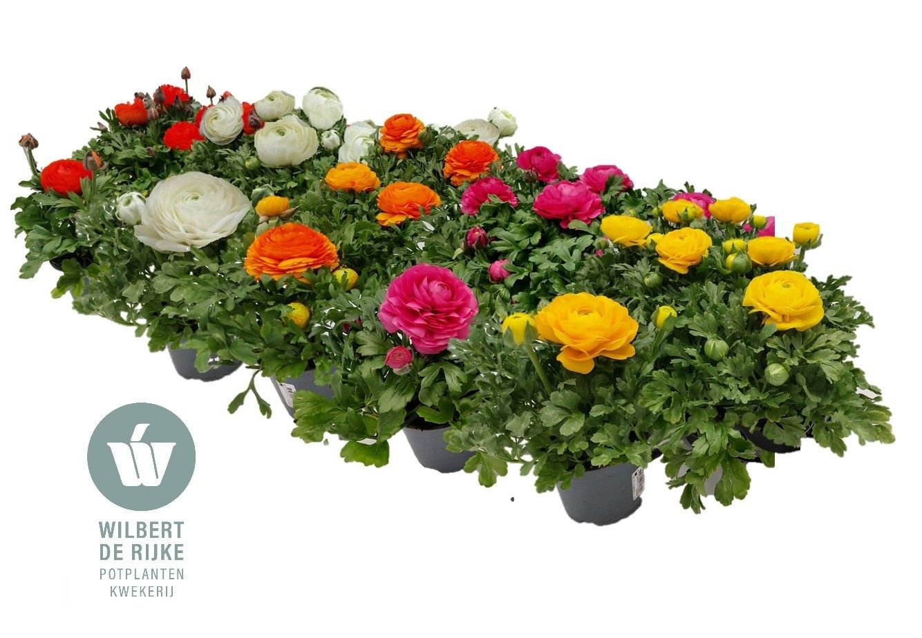 Ranunculus Mixlaag (Ranonkel), D 12
