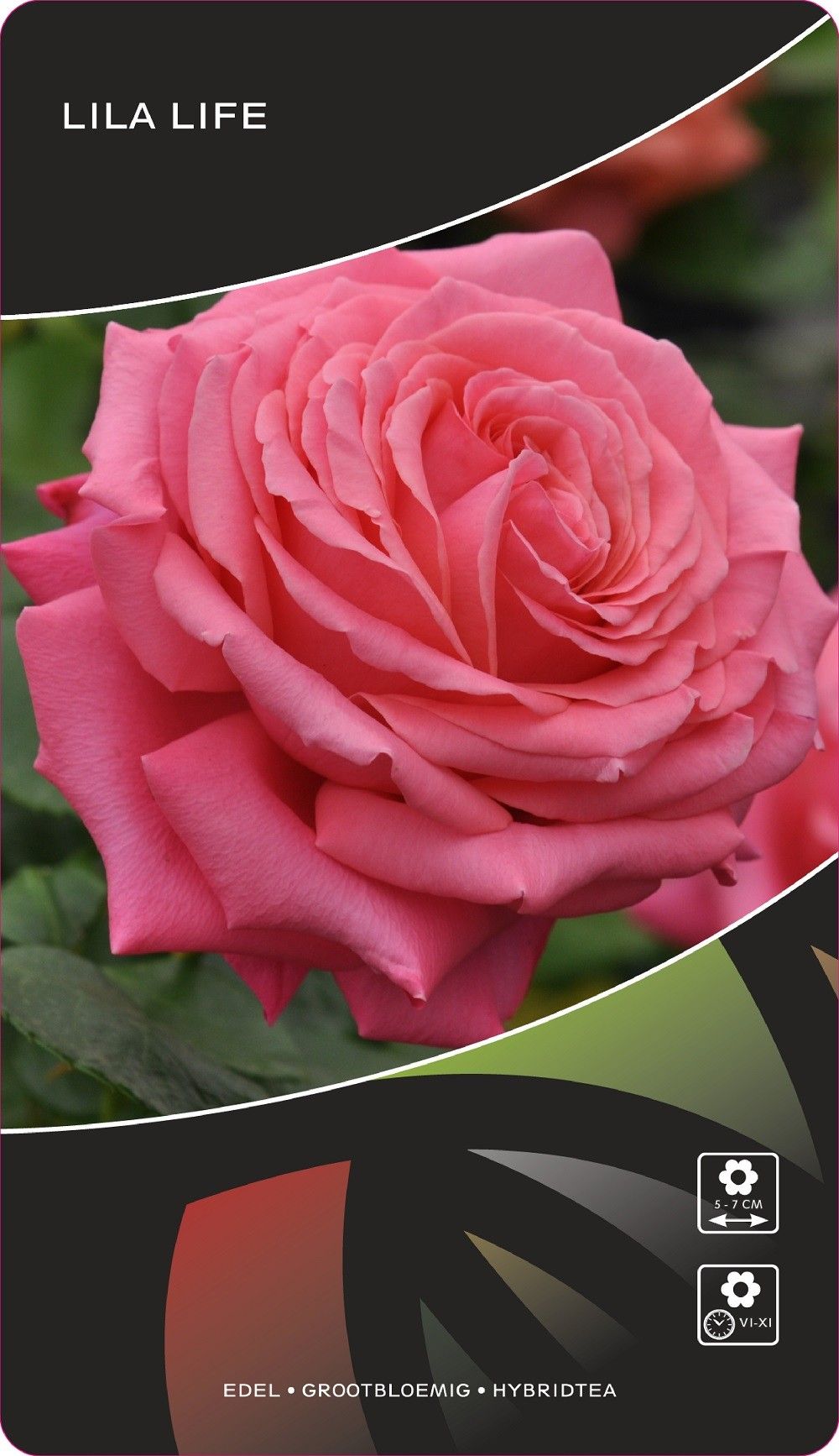 Rosa (TH) Lila Life, D 17