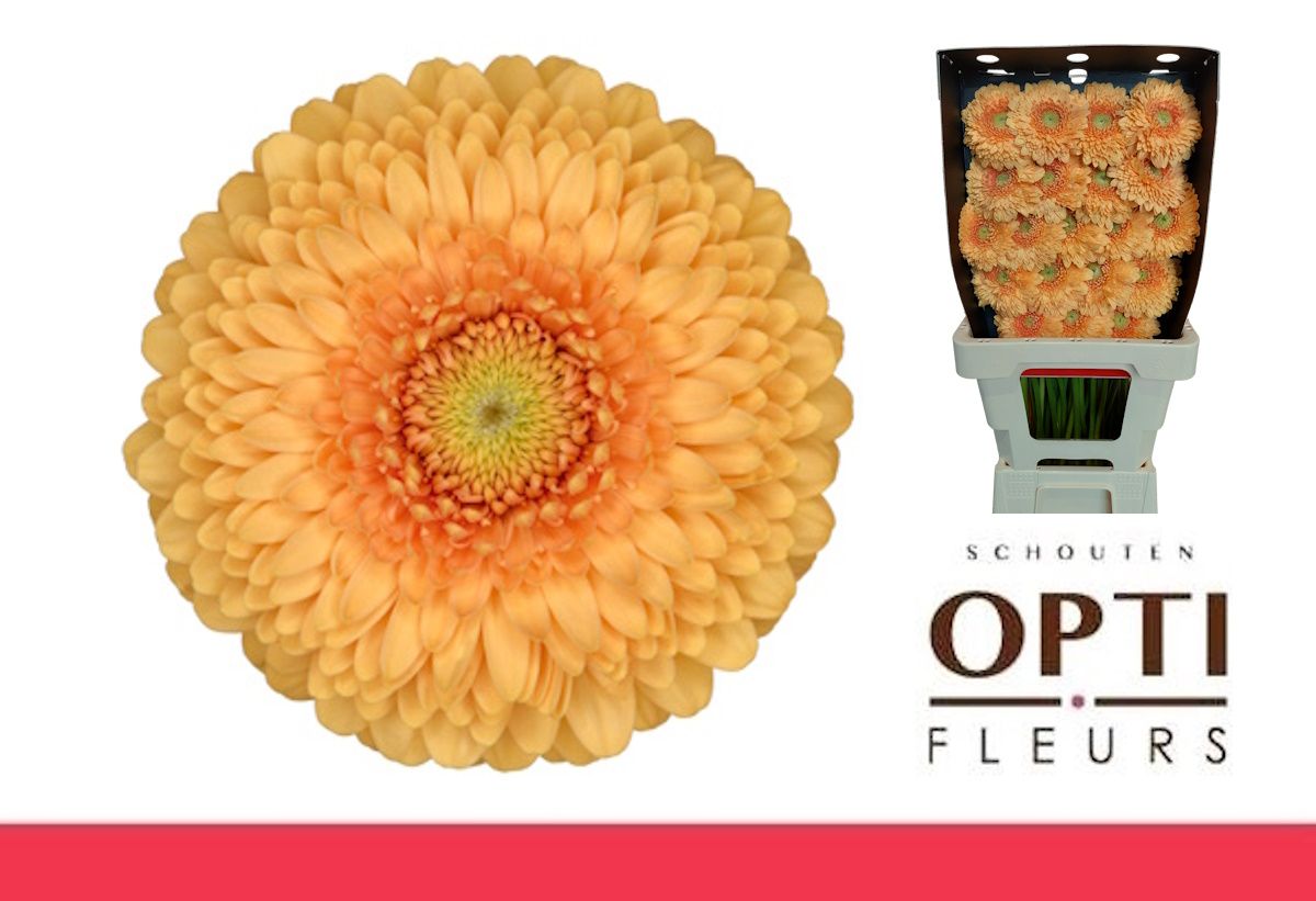 Гермини Помпон Банни (желт.), шт.