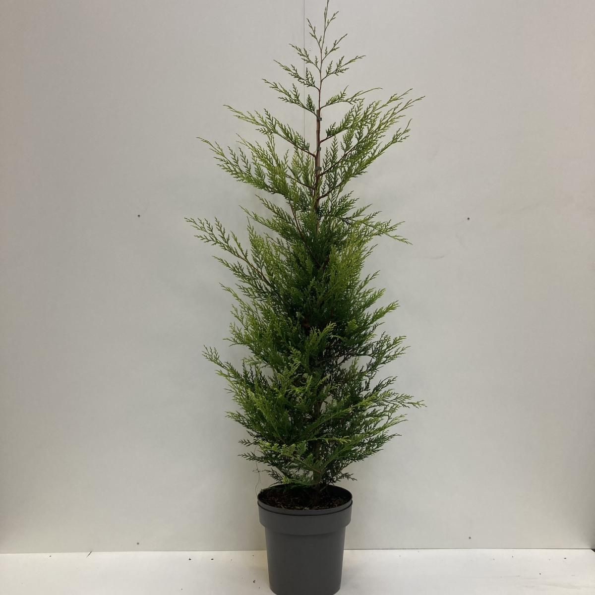 Cupressocyparis l. 'Castlewellan', D 32