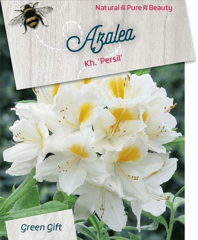 Rhododendron (AK) 'Persil', D 38