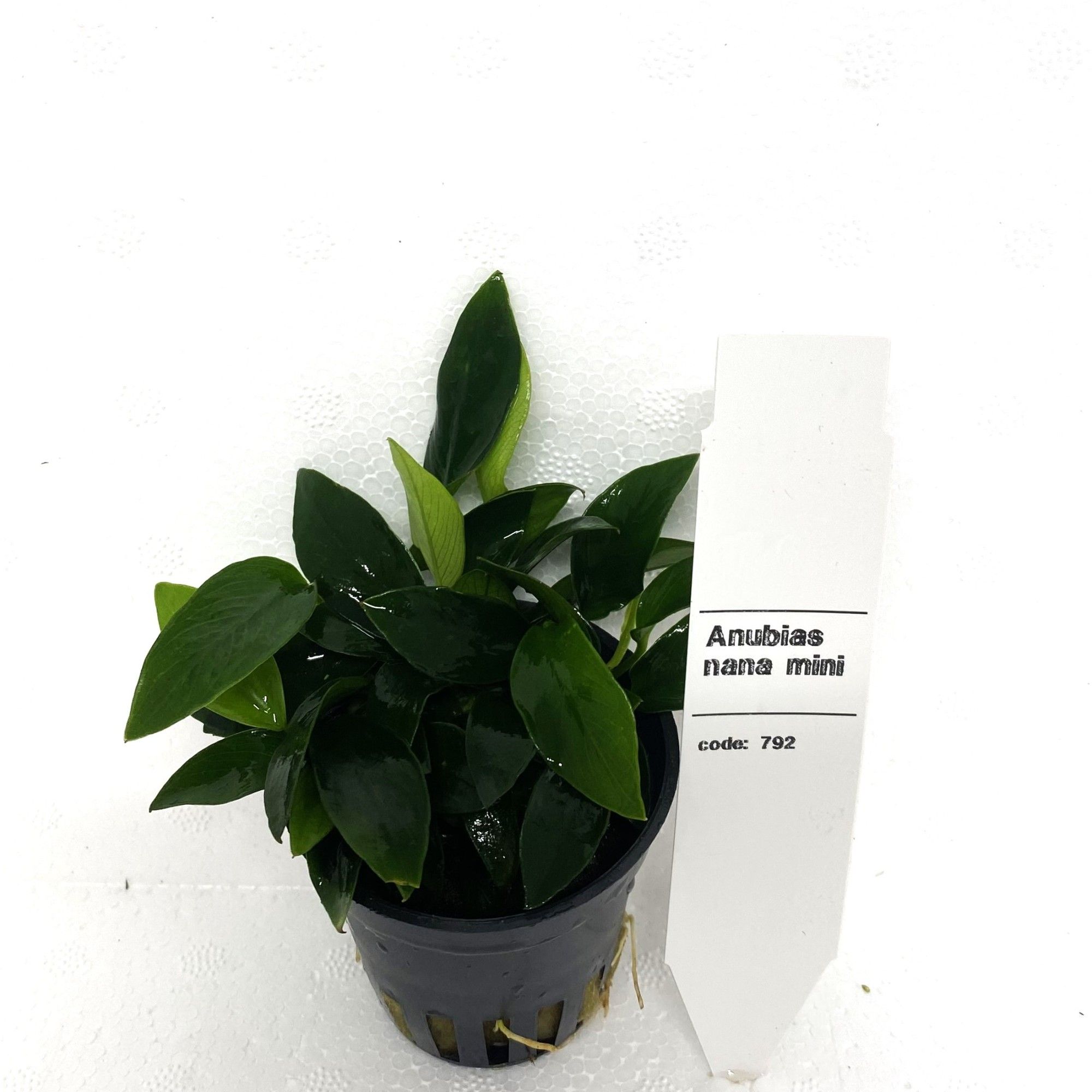 Anubias nana mini, D 5
