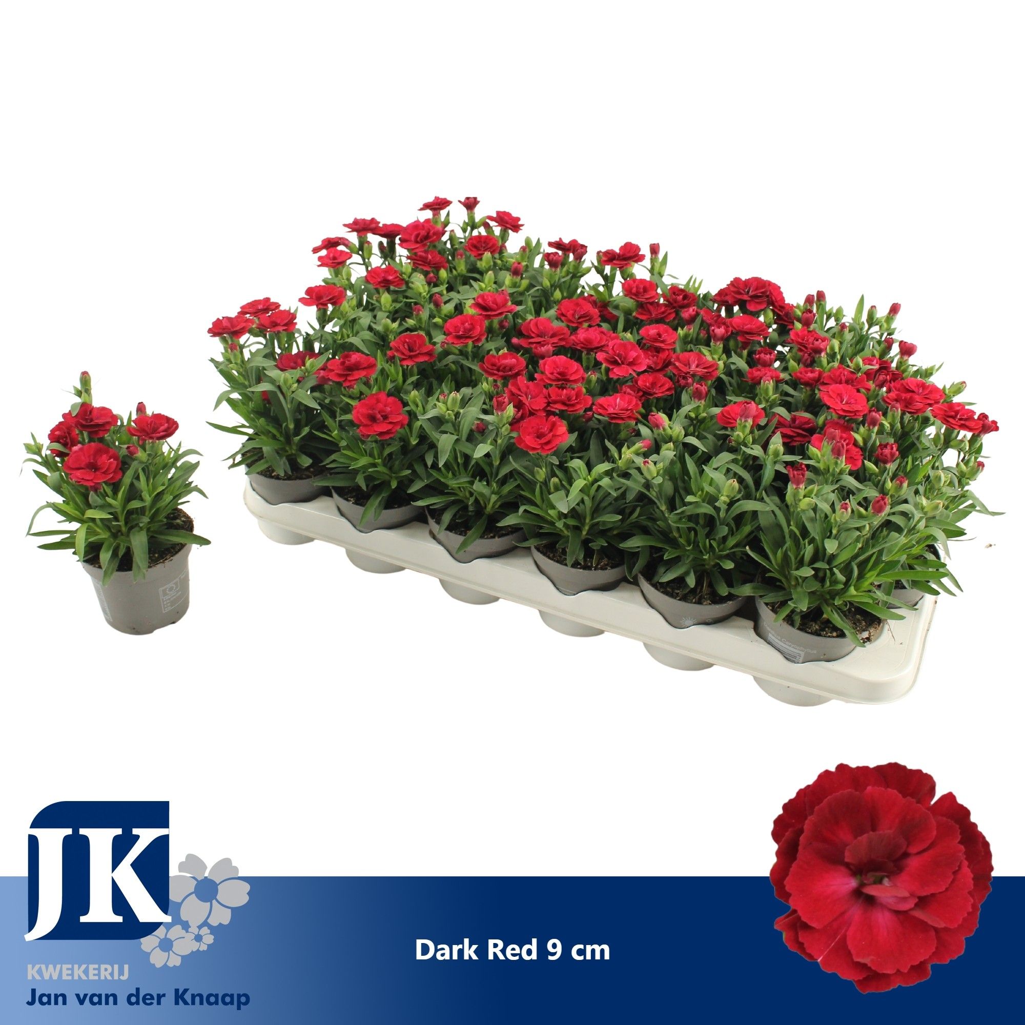 Dianthus Dark Red P 9, D 9
