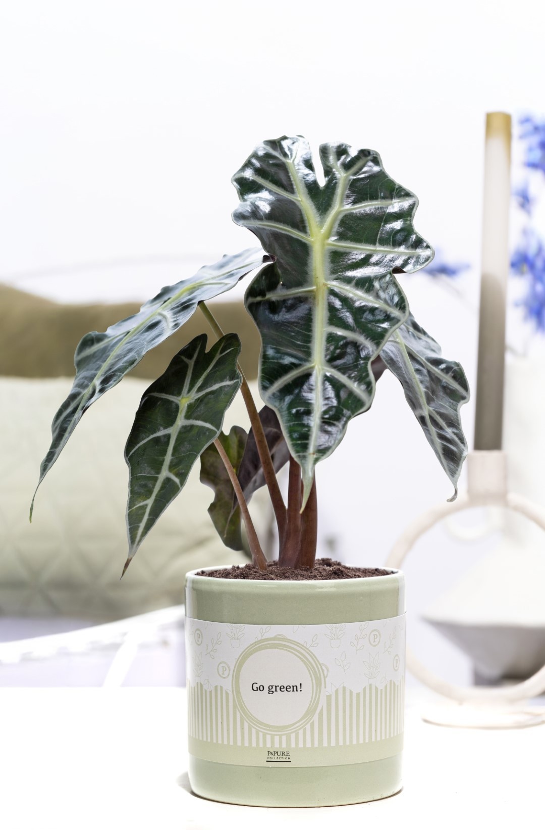 Alocasia Polly in P&P cadeau concept: GO GREEN!, D 12