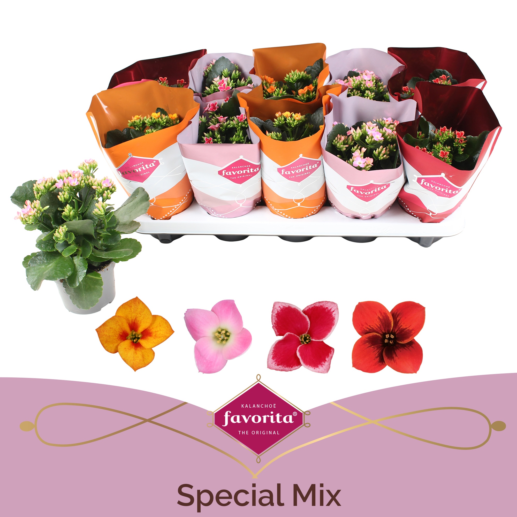 Kalanchoe Special Mix, D 10,5