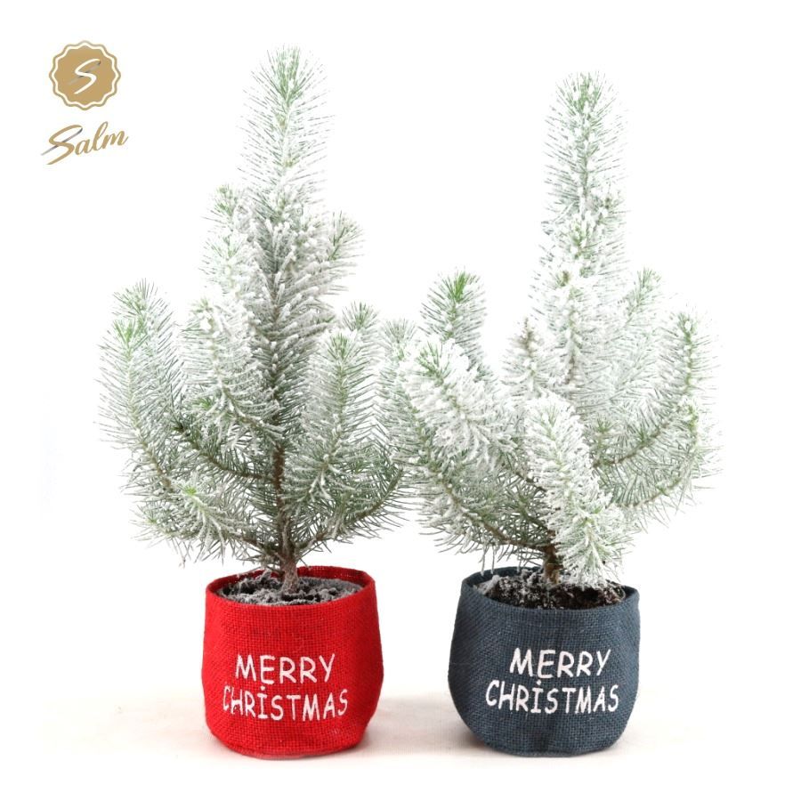 Pinus pinea 'Silver Crest' P10,5 in Bag X-mas Duo + Snow, D 11 cm