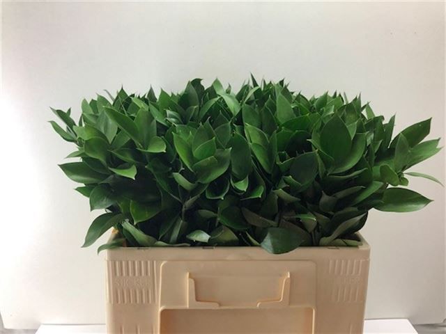 Рускус Израильский 55, шт.