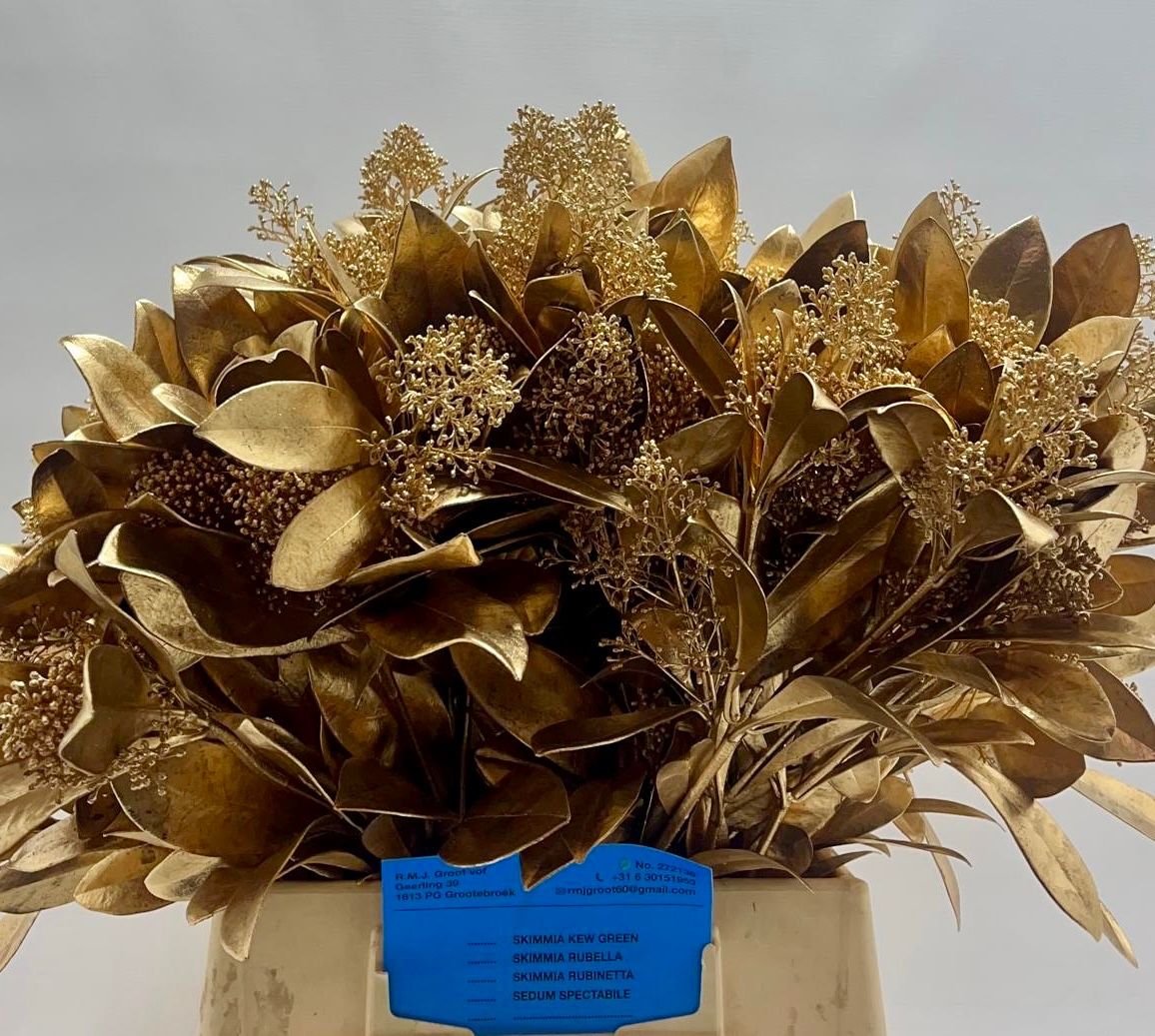 Скимия Овериг крашеный за пучок (краш. ) 45, пуч.