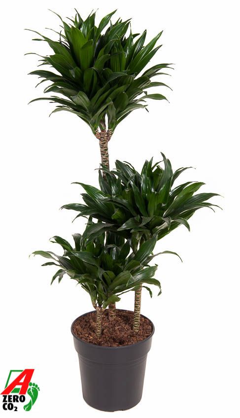 Dracaena Compacta 60-30-15, D 21