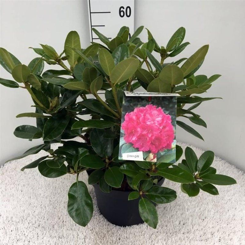 Rhododendron 'Germania', D 29