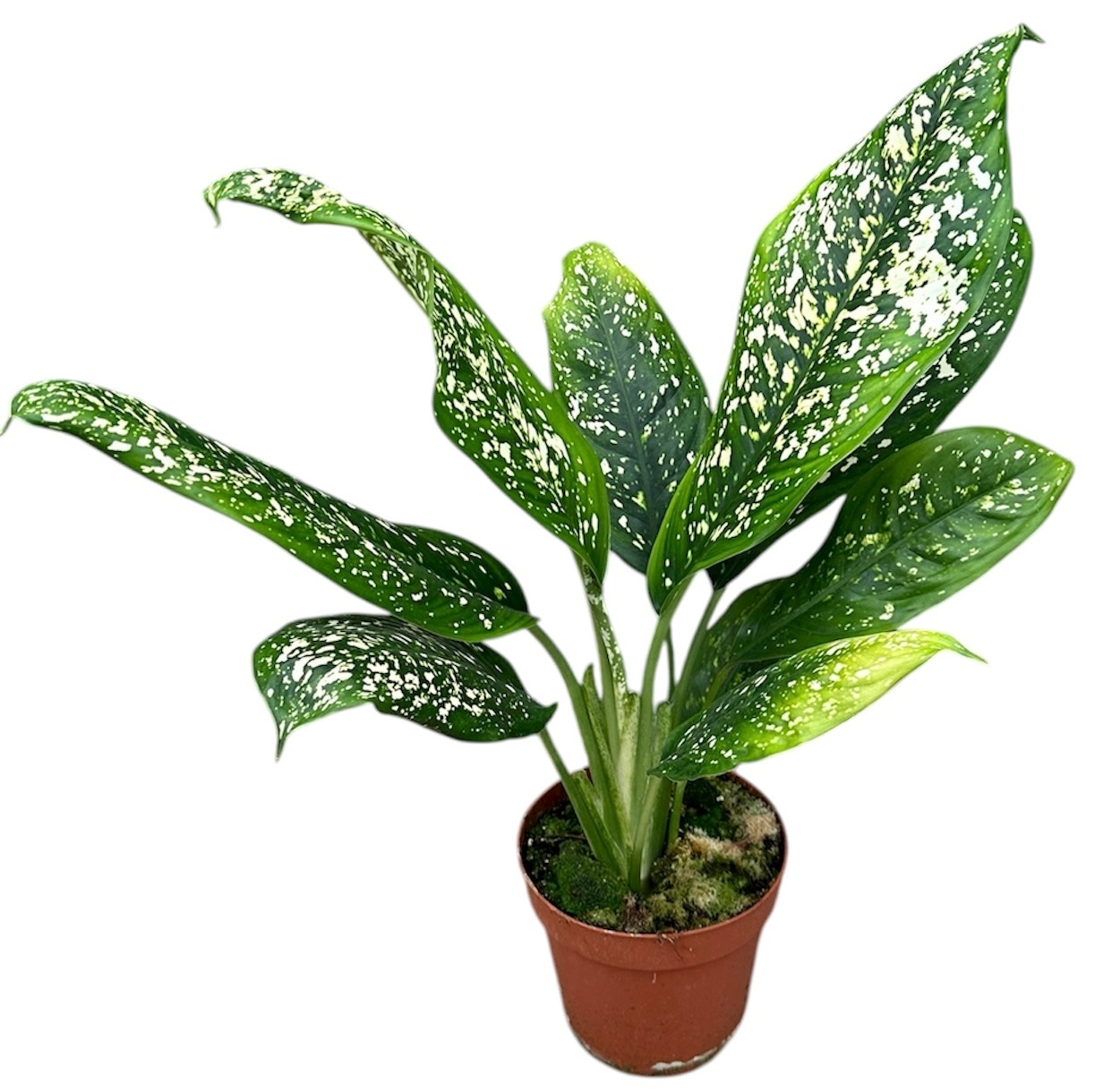 Dieffenbachia Spoon, D 17