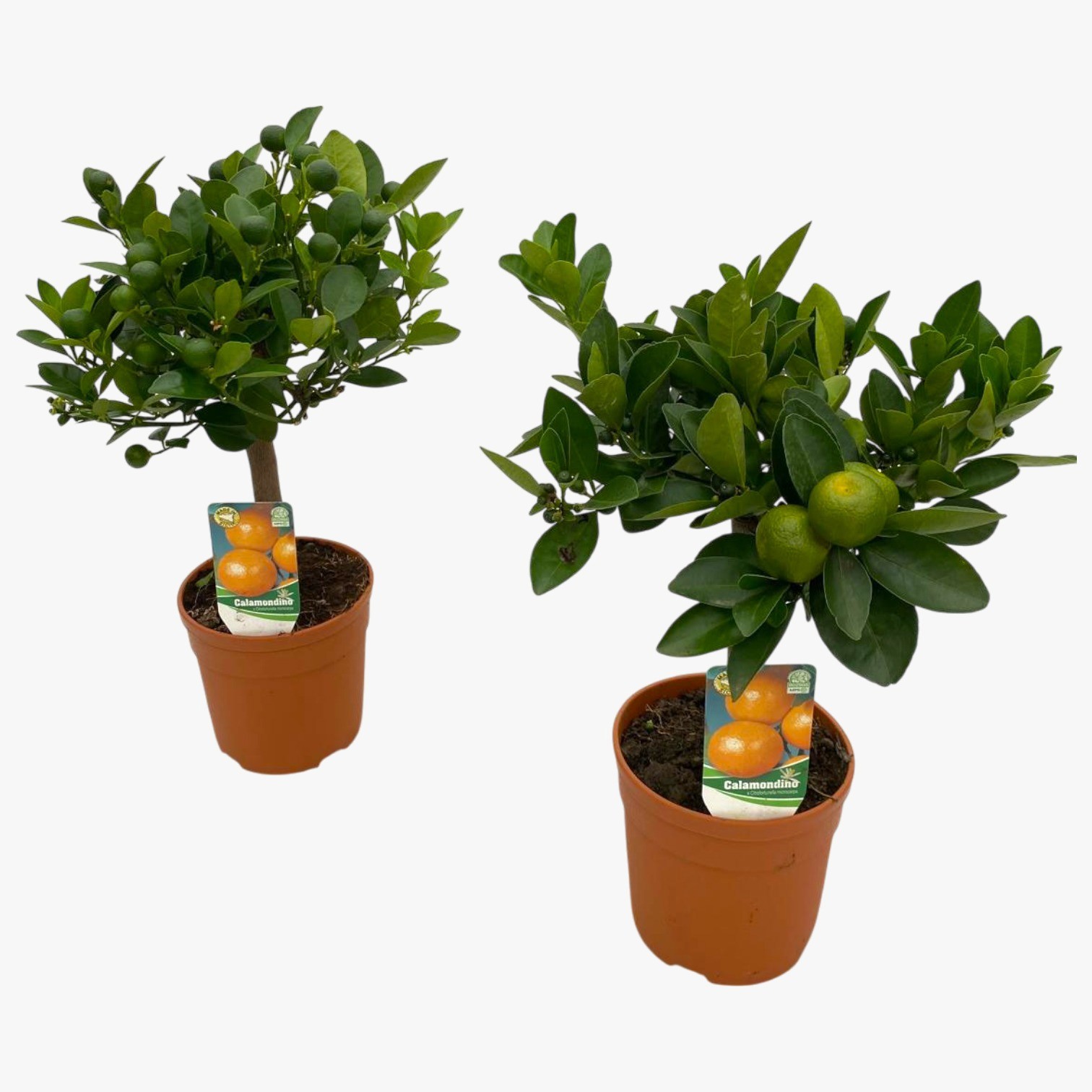 Citrus calamondin "op stam", D 15 cm