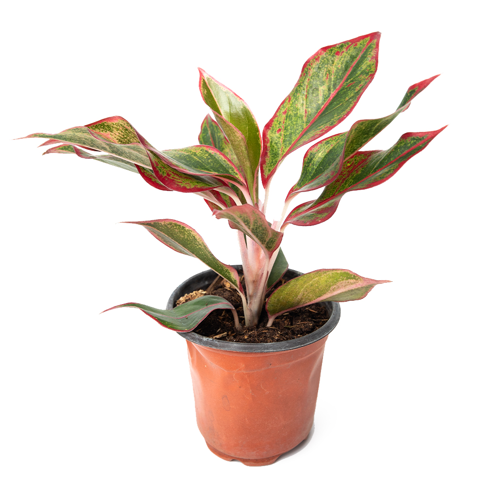 Аглаонема крит флейм 9 18 (предзаказ)