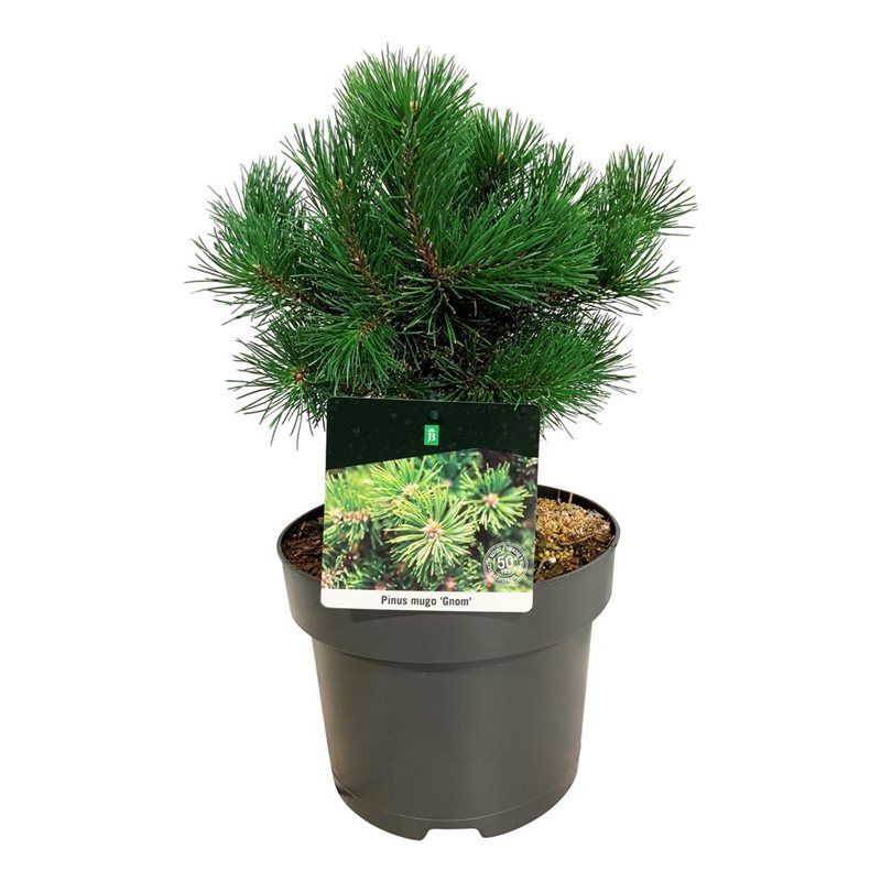 Pinus mugo 'Gnom', D 21