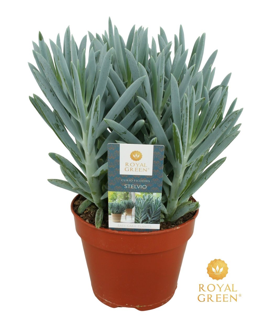 Curio Stelvio 15 cm, D 15