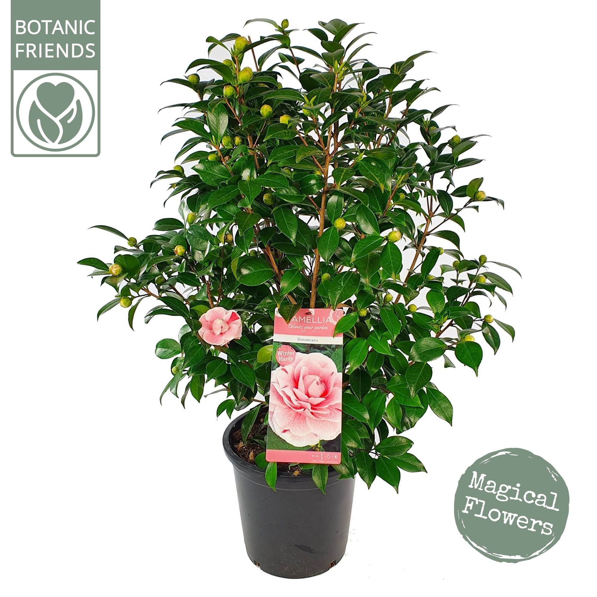 Camellia jap. 'Bonomiana', D 29