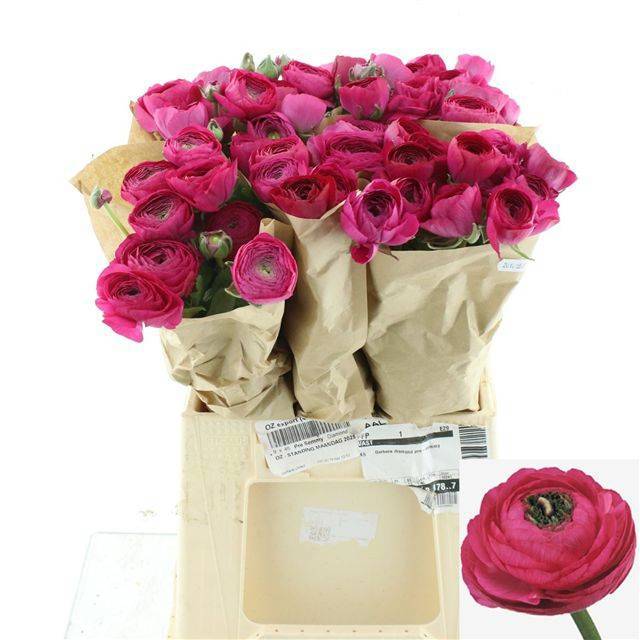 Ранункулус Саксесс Шерри 45, шт.