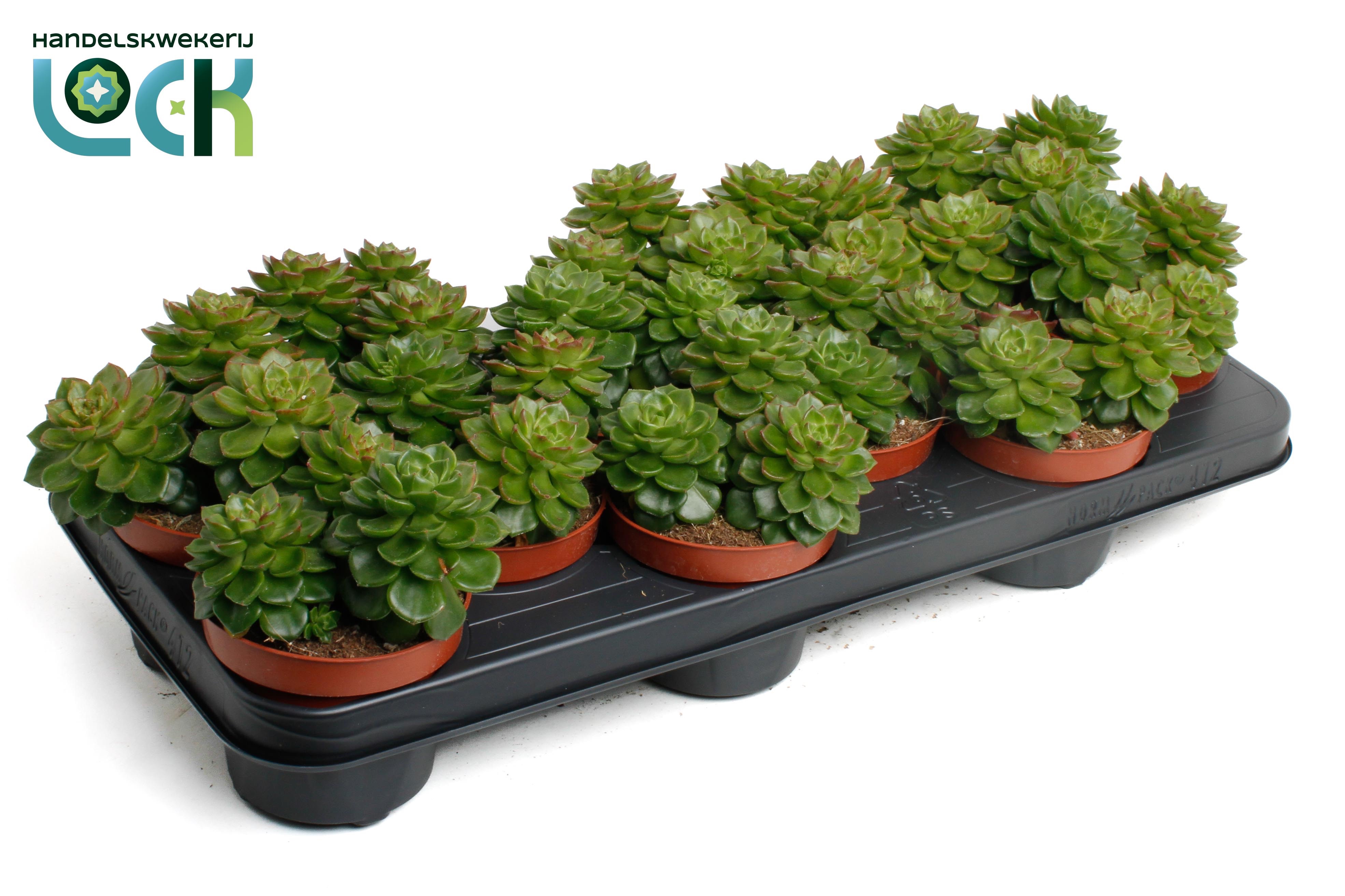 Echeveria Afines, D 10,5 cm Echeveria Afines, D 10,5 cm