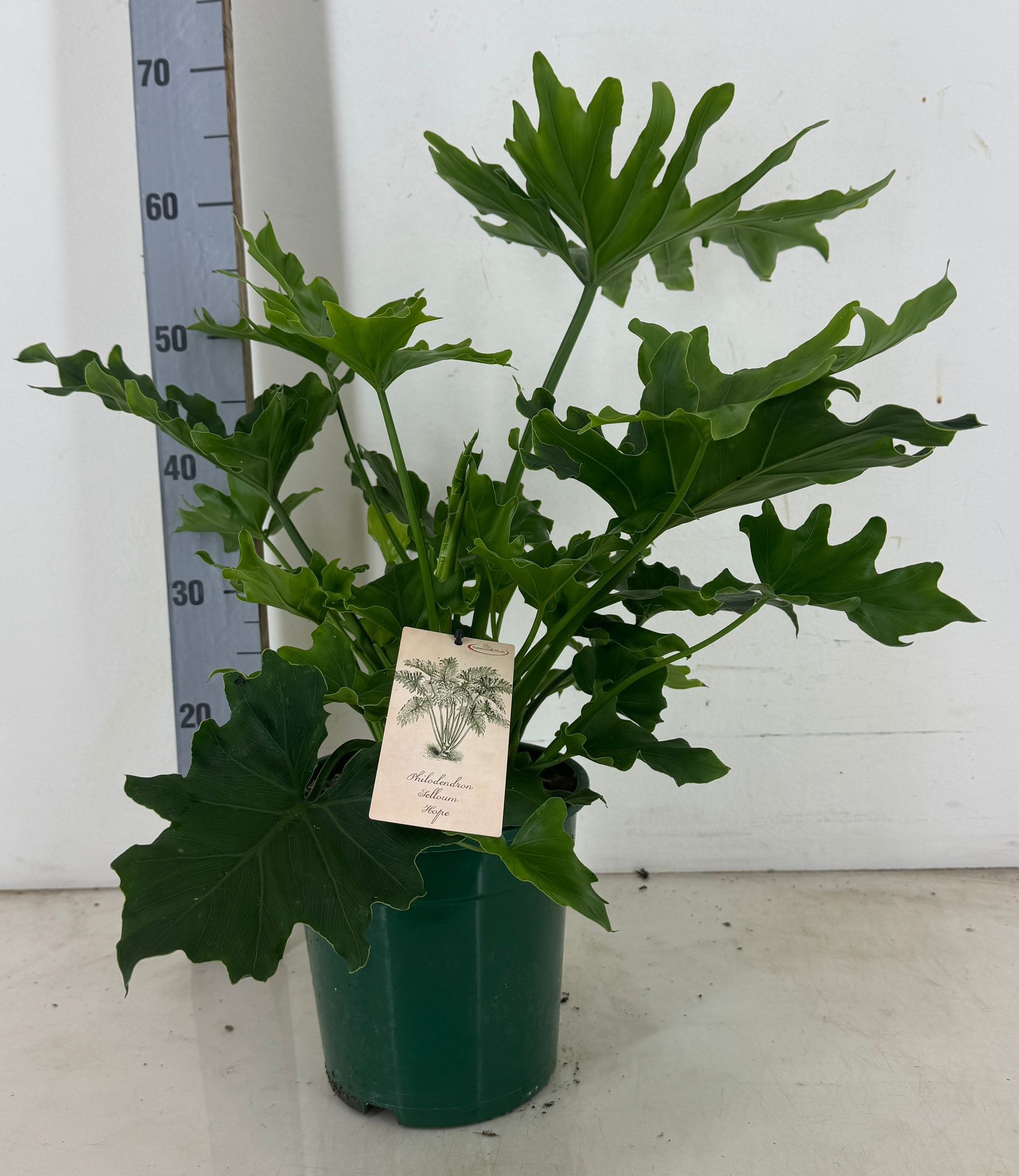 Philodendron selloum Hope p21, D 21